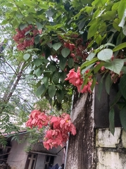 Mussaenda philippica