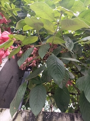 Mussaenda philippica