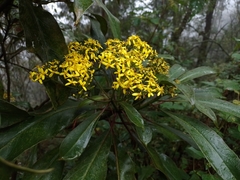 Telanthophora uspantanensis