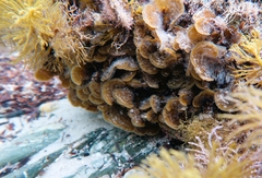 Lobophora variegata