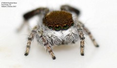 Maratus albus
