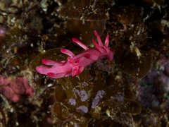 Okenia atkinsonorum