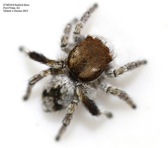 Maratus albus