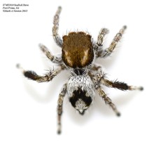 Maratus albus