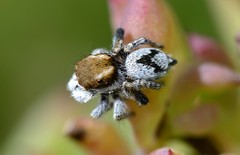 Maratus albus