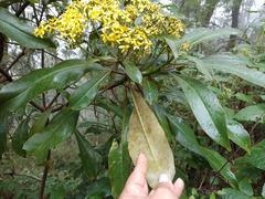 Telanthophora uspantanensis