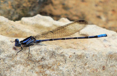 Argia fissa