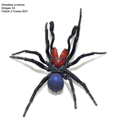 Red-headed Mouse Spider