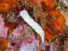 Hypselodoris sagamiensis