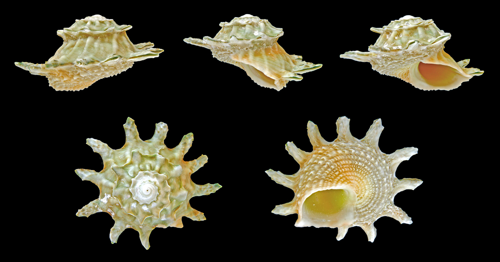 Spurred starshell