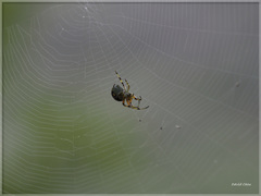 Aoaraneus pentagrammicus