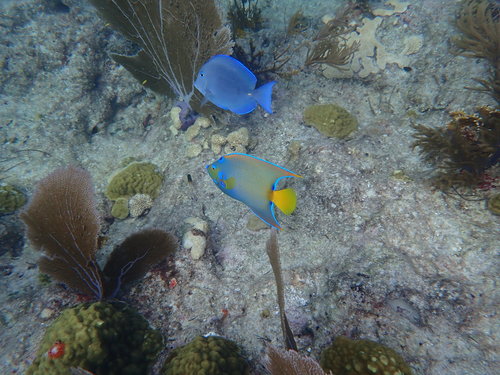 Photo of Queen angelfish (Holacanthus ciliaris)