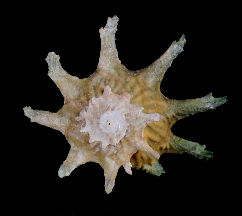 Spurred starshell