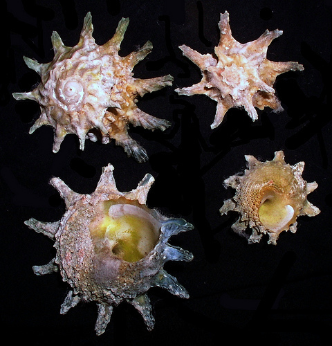 Spurred starshell