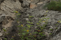 Argyrolobium biebersteinii