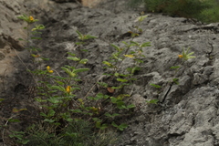 Argyrolobium biebersteinii