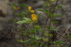 Argyrolobium biebersteinii
