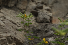 Argyrolobium biebersteinii