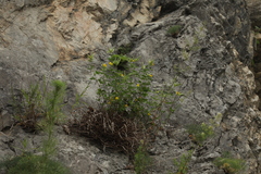 Argyrolobium biebersteinii