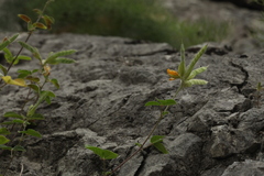 Argyrolobium biebersteinii