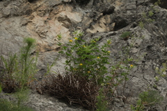 Argyrolobium biebersteinii