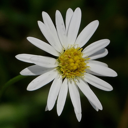 grass daisy (Brachyscome graminea)