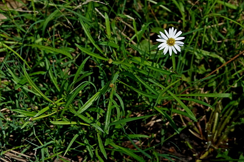 Image of Brachyscome graminea by (c) Max Campbell, some rights reserved (CC BY)