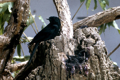 Melaenornis pammelaina