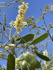 Acacia fleckii image