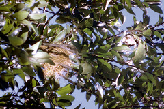 Spermestes cucullata