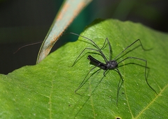 Pantopsalis albipalpis