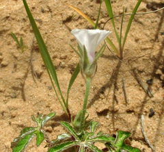 Ipomoea magnusiana
