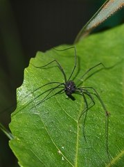 Pantopsalis albipalpis