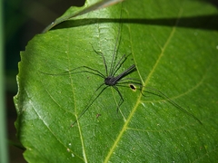 Pantopsalis albipalpis