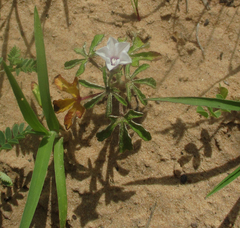 Ipomoea magnusiana
