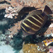 Sailfin Tang - Photo (c) 104623964081378888743, some rights reserved (CC BY-NC), uploaded by 104623964081378888743