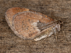 Stamnodes coenonymphata