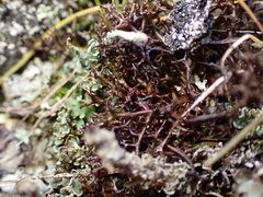 Cetraria aculeata