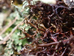 Cetraria aculeata