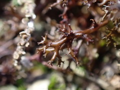 Cetraria aculeata