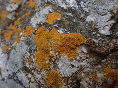 Polycauliona verruculifera