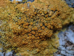 Polycauliona verruculifera