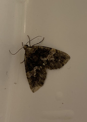 Hydriomena albifasciata