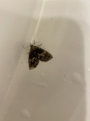 Hydriomena albifasciata