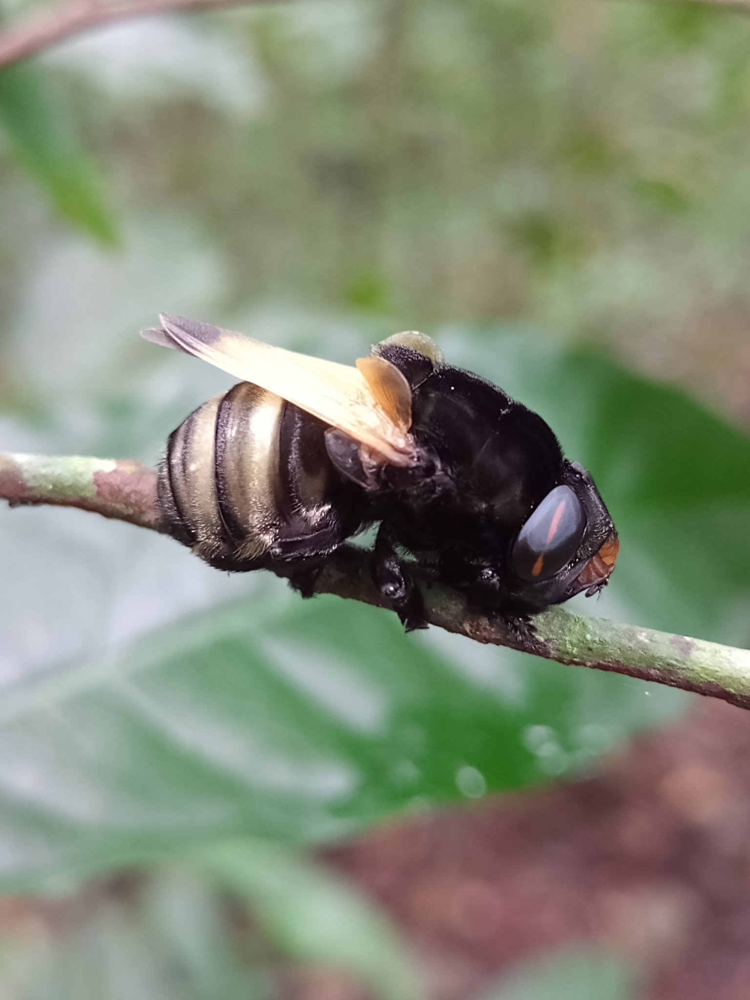 Sheep Bot Fly (NPS National Capital Region True Flies) · iNaturalist