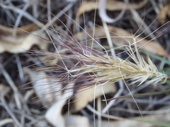 Aristida behriana