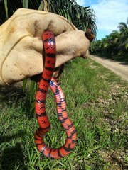 Micrurus diastema image