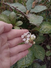 Rubus grabowskii