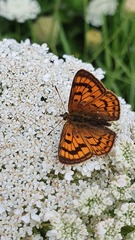 Lycaena salustius