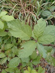 Rubus grabowskii